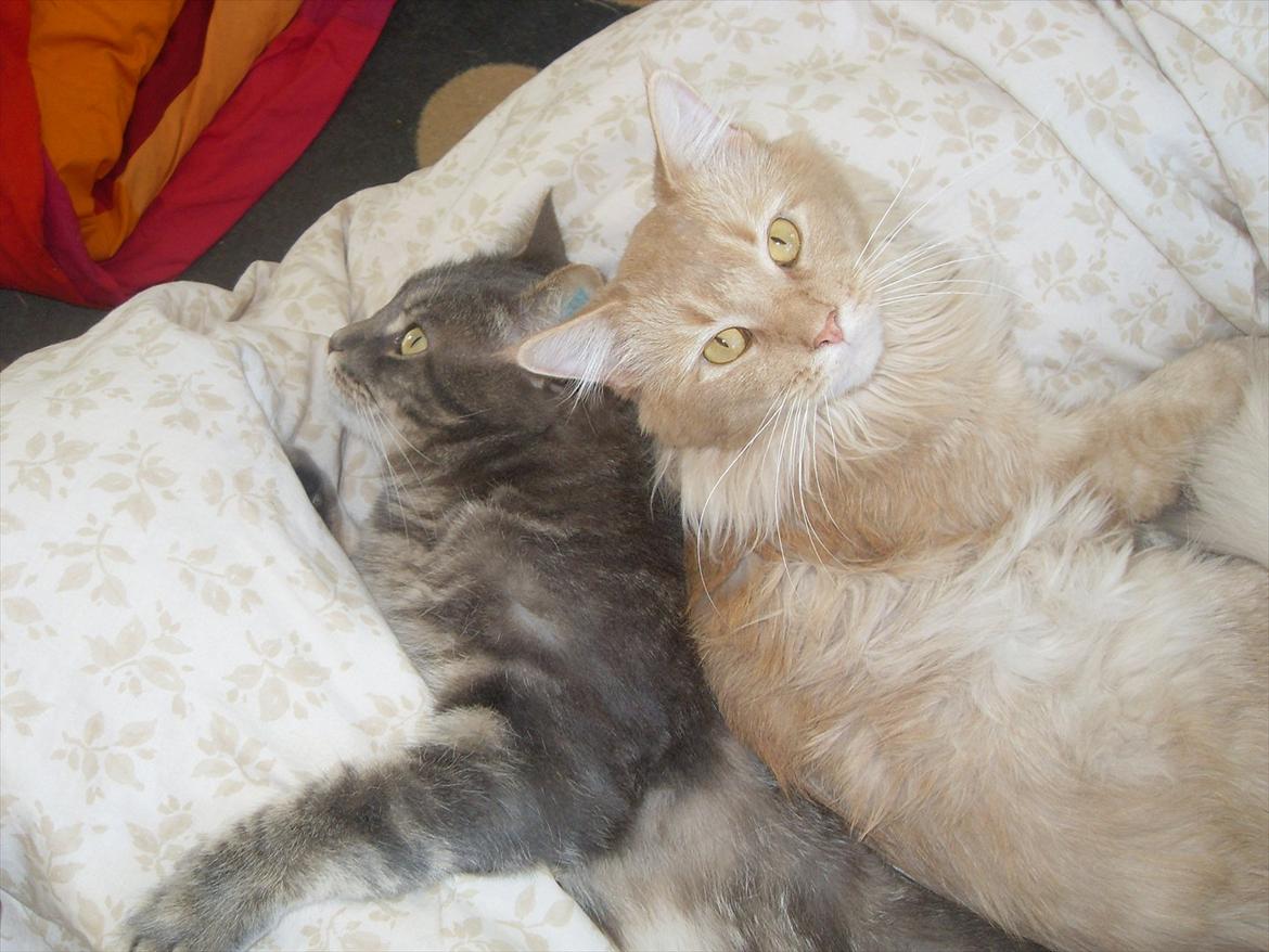 Blanding af racer Main coon bla. Iggy... billede 13