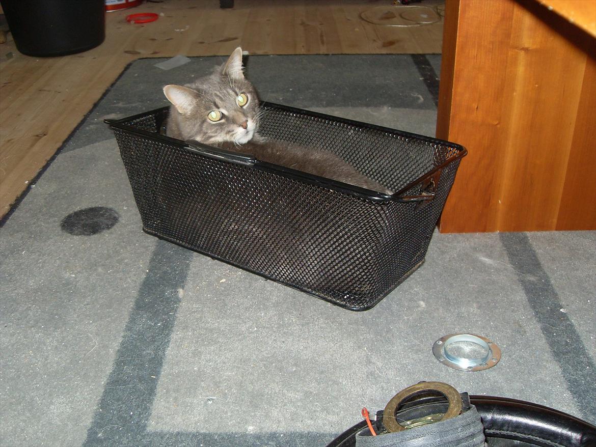 Blanding af racer Main coon bla. Iggy... billede 15