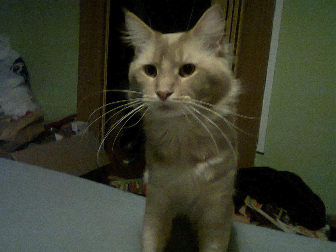 Maine Coon Basse billede 1