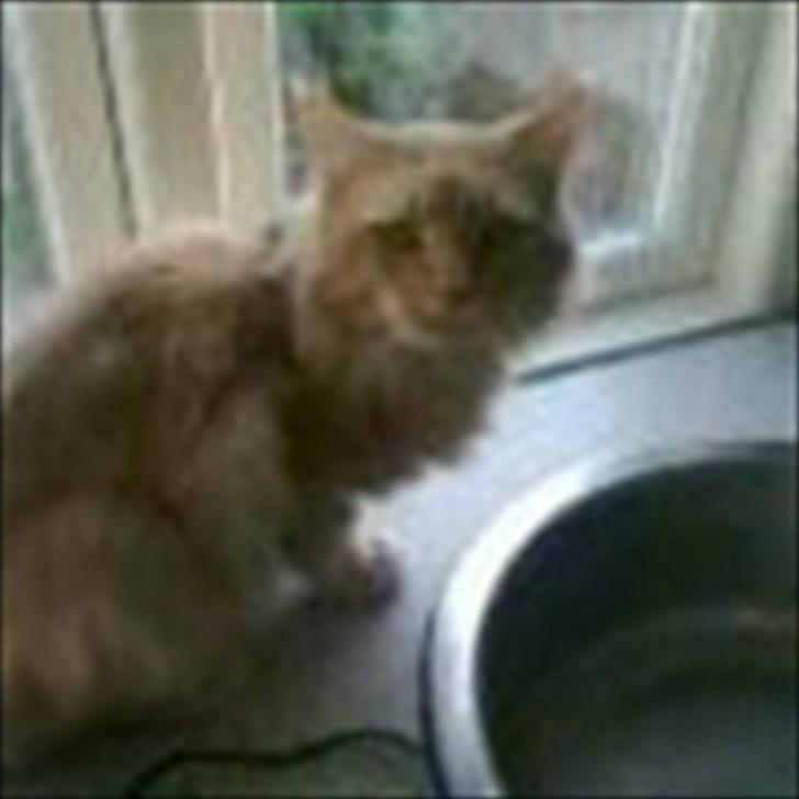 Maine Coon Basse billede 2