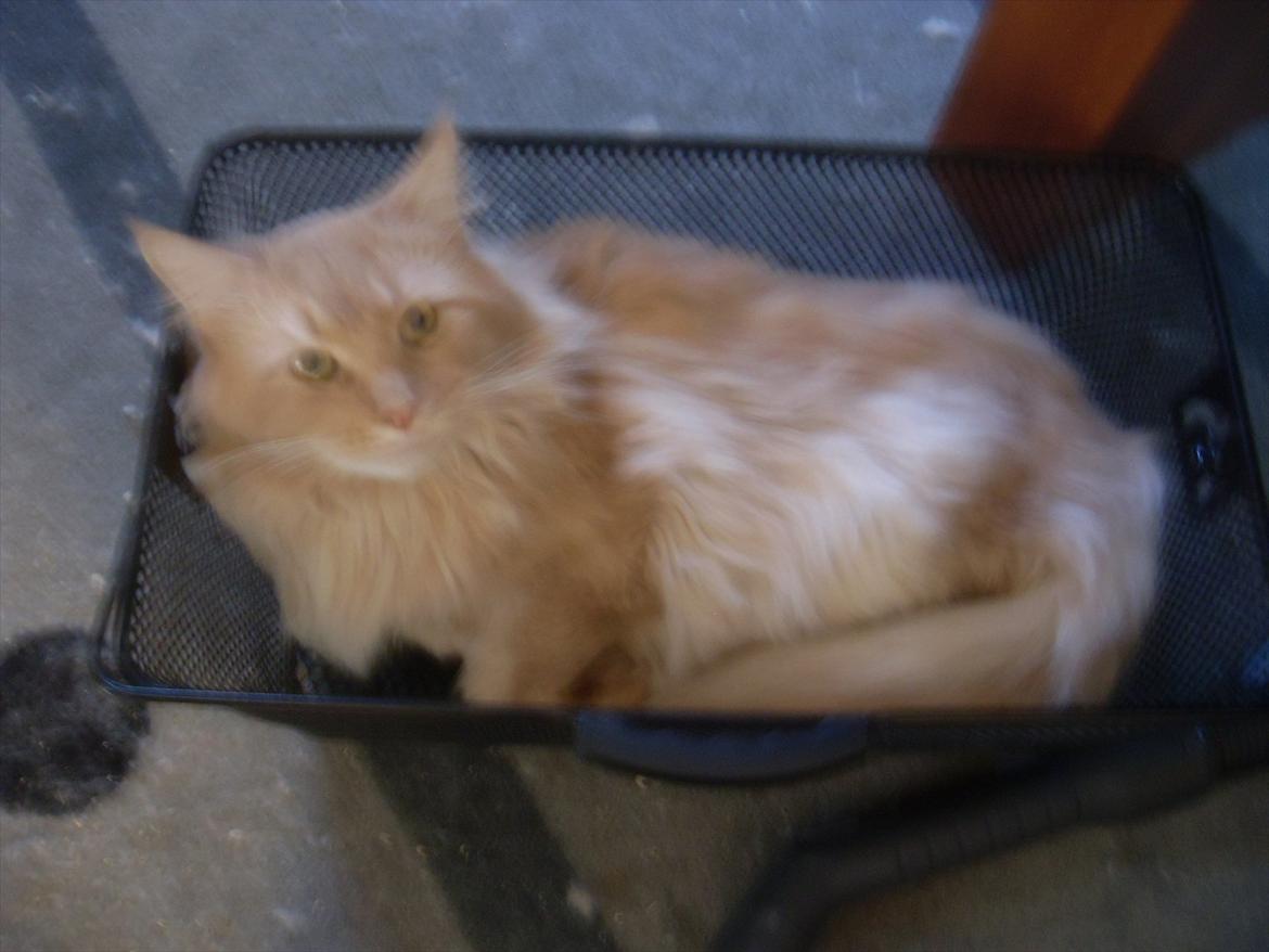 Maine Coon Basse billede 3