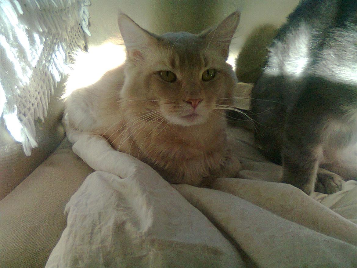 Maine Coon Basse billede 5