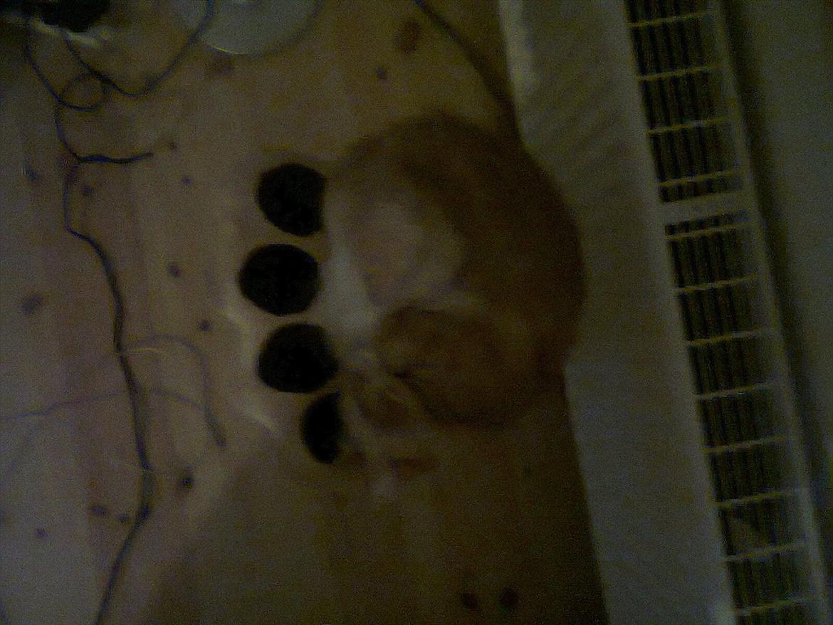 Maine Coon Basse billede 6