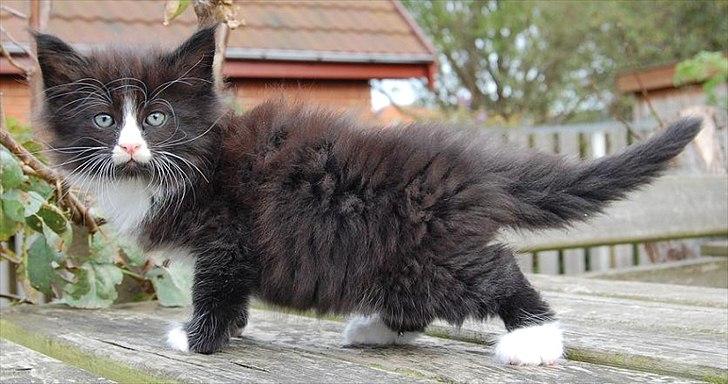 Norsk Skovkat Thomanis Fabio Lanzoni billede 1