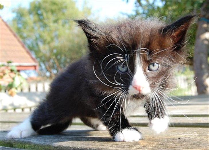 Norsk Skovkat Thomanis Fabio Lanzoni billede 4