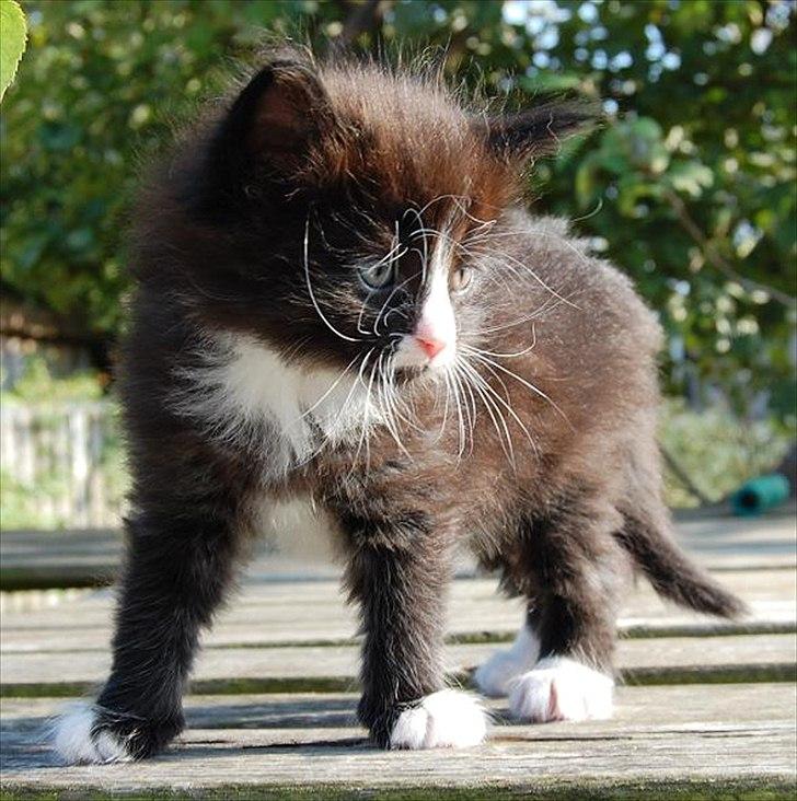 Norsk Skovkat Thomanis Fabio Lanzoni billede 5