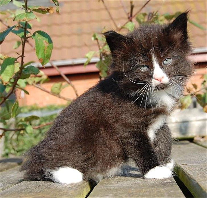 Norsk Skovkat Thomanis Fabio Lanzoni billede 6