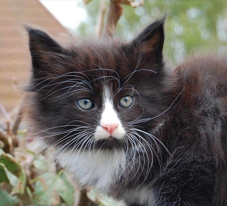 Norsk Skovkat Thomanis Fabio Lanzoni billede 2