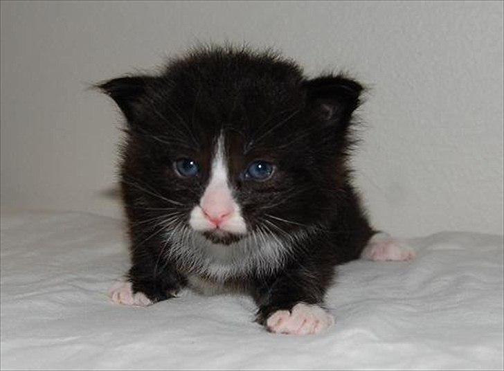 Norsk Skovkat Thomanis Fabio Lanzoni billede 7