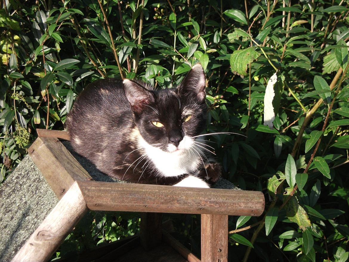 Huskat Cleo billede 7