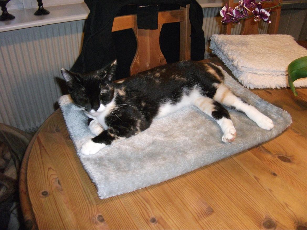 Huskat Cleo billede 8