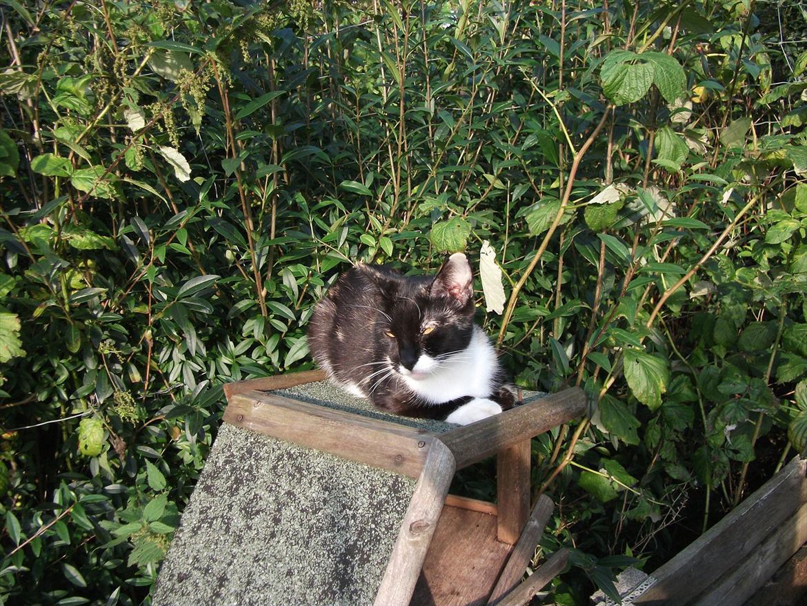 Huskat Cleo billede 9