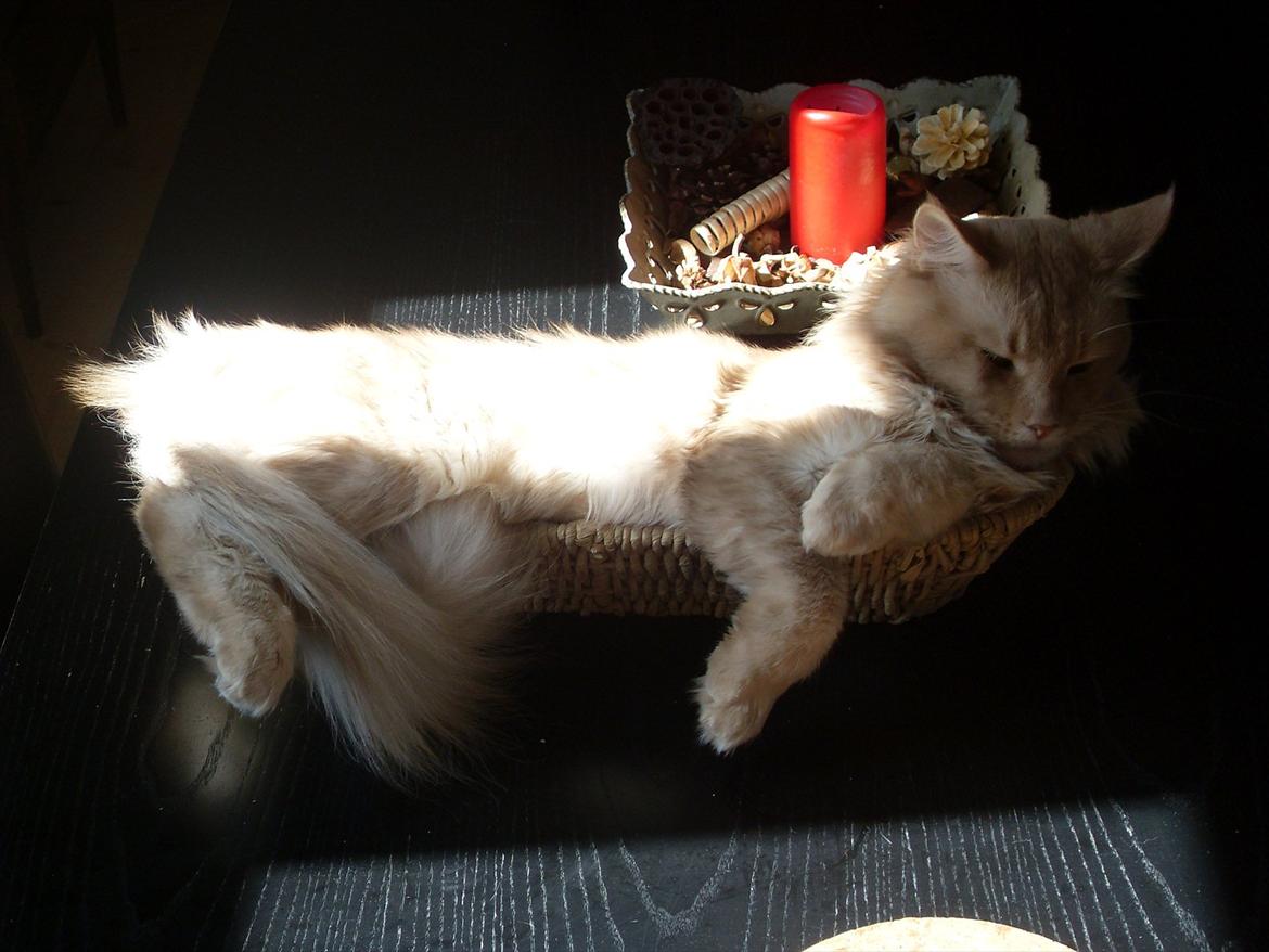 Maine Coon Basse billede 7