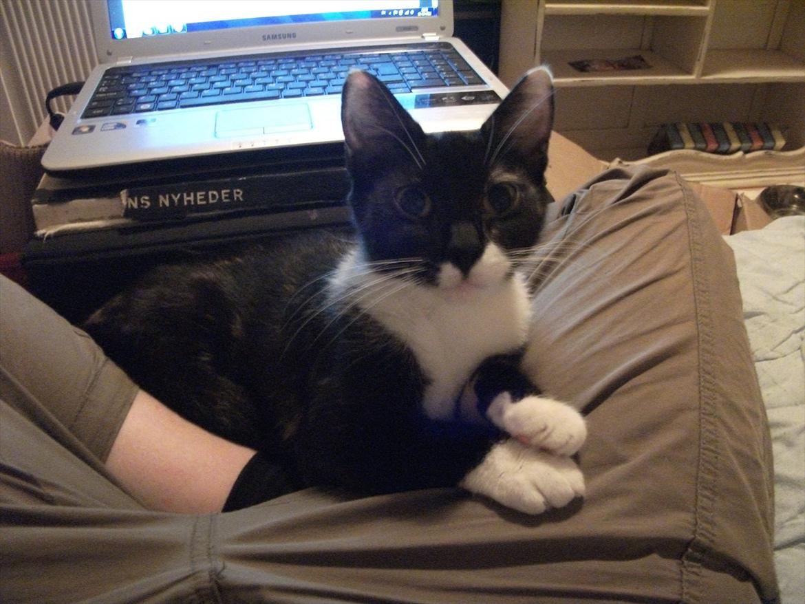 Huskat Cleo billede 10