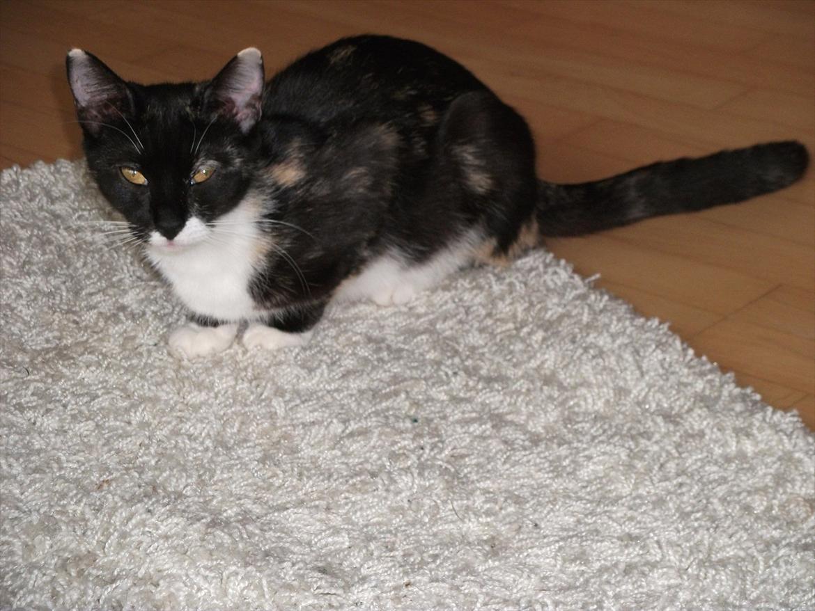 Huskat Cleo billede 11