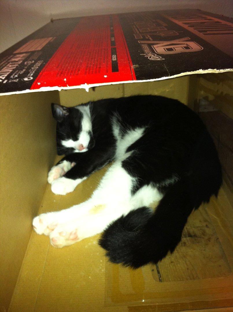 Blanding af racer Neo (himmelkat) - Neo i papkasse. billede 19