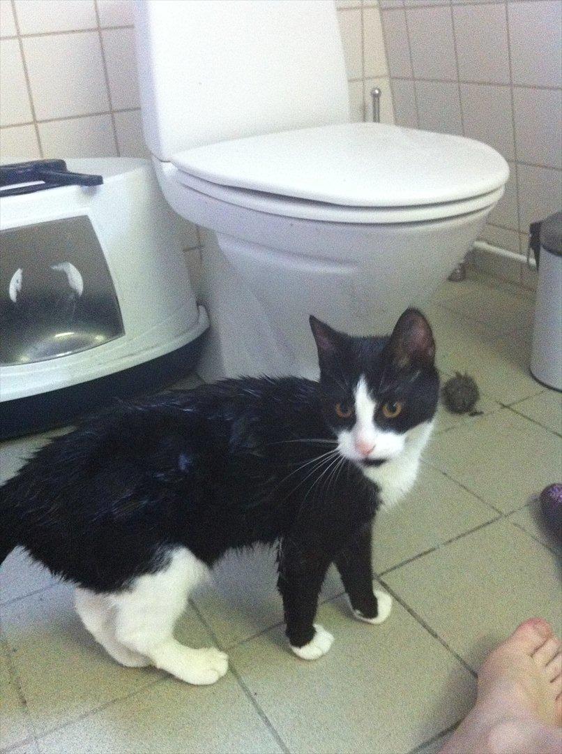 Blanding af racer Neo (himmelkat) - Neo efter en tur i  brusebad med mig, som han nyder :) billede 20