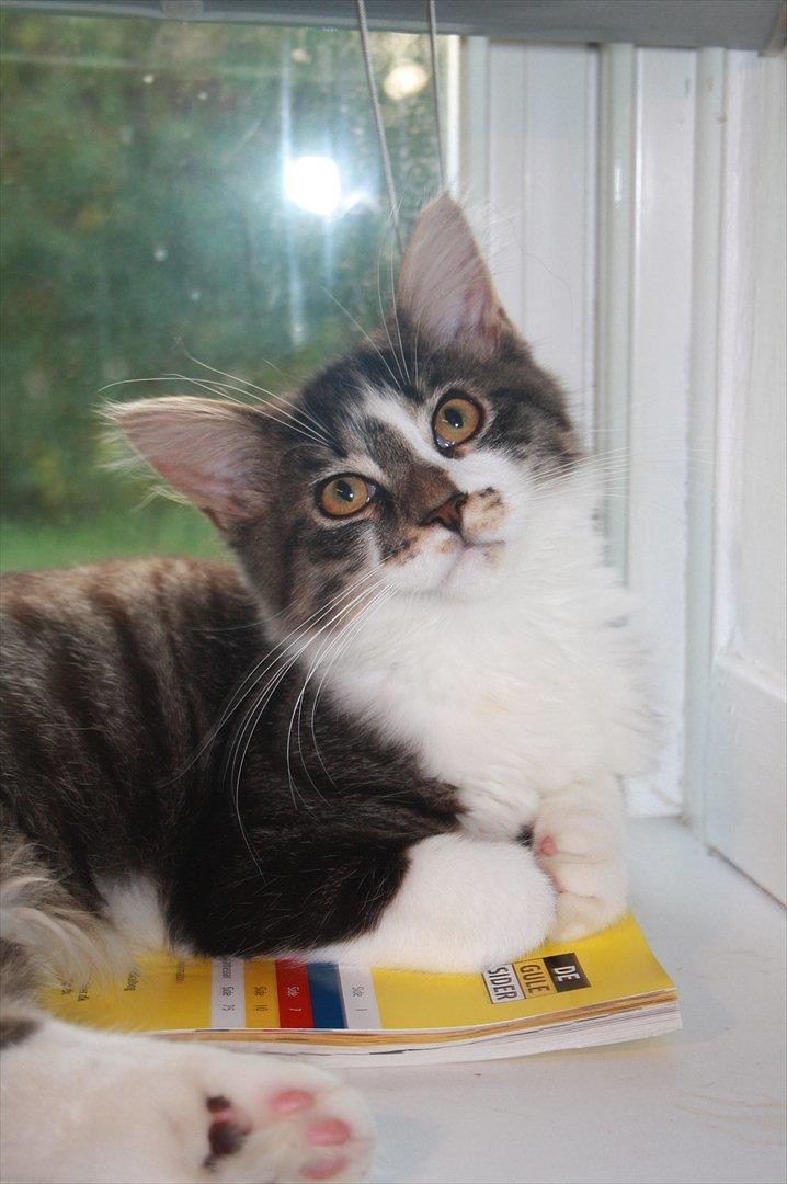 Maine Coon Krammedyret Yankie Bar billede 15