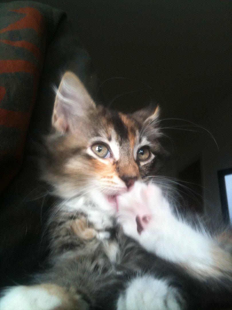 Huskat / Maine Coon Diva billede 2