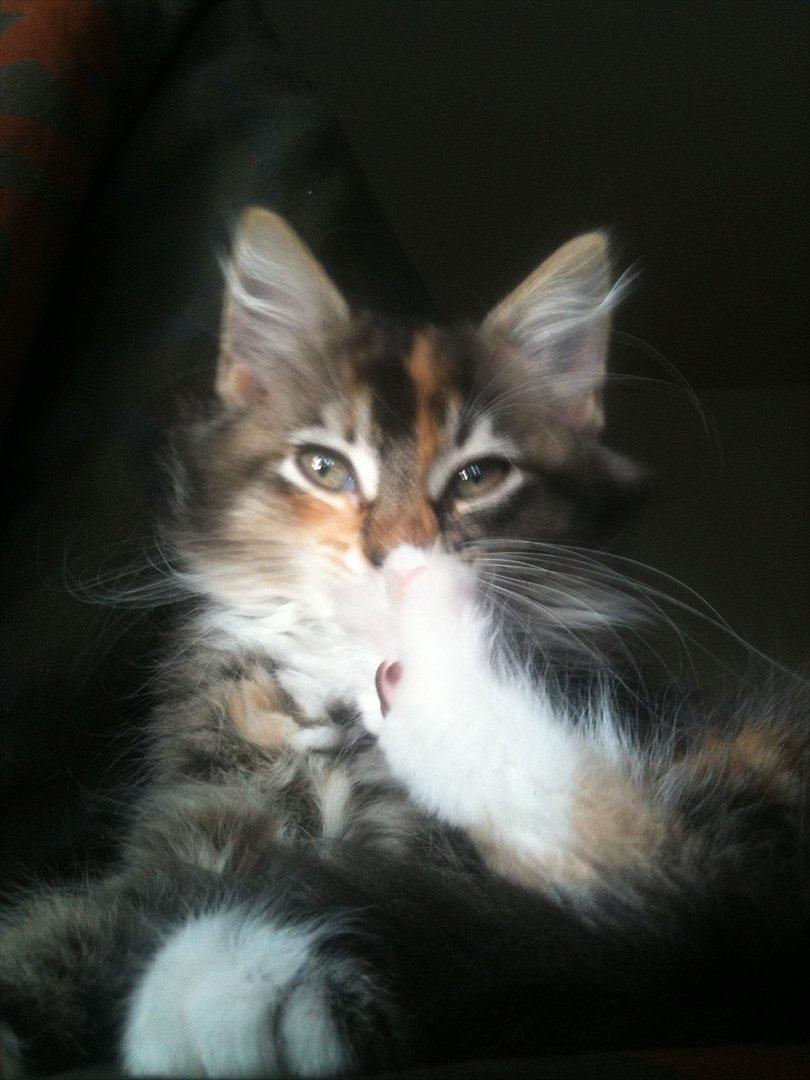 Huskat / Maine Coon Diva billede 3