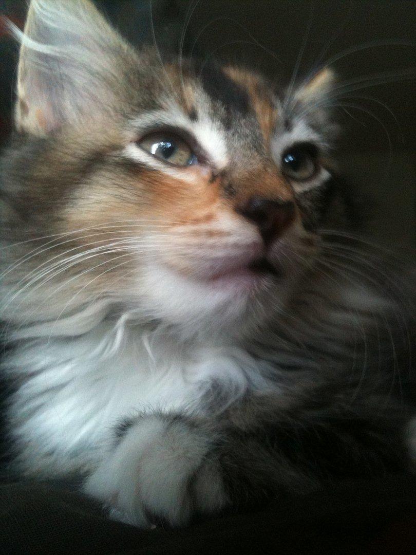 Huskat / Maine Coon Diva billede 5