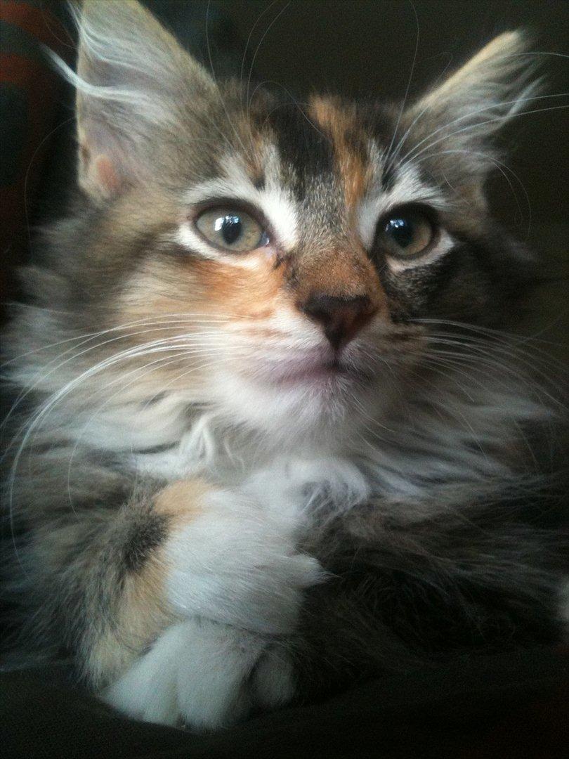 Huskat / Maine Coon Diva billede 1