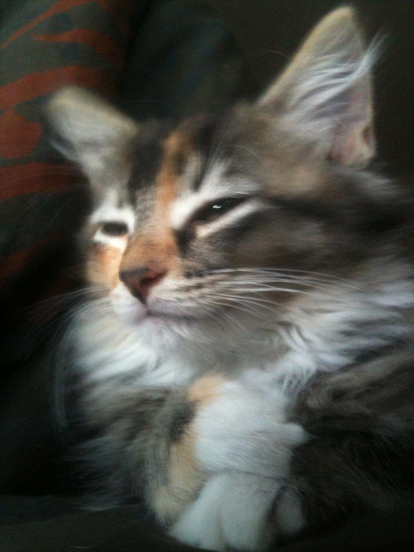 Huskat / Maine Coon Diva billede 6