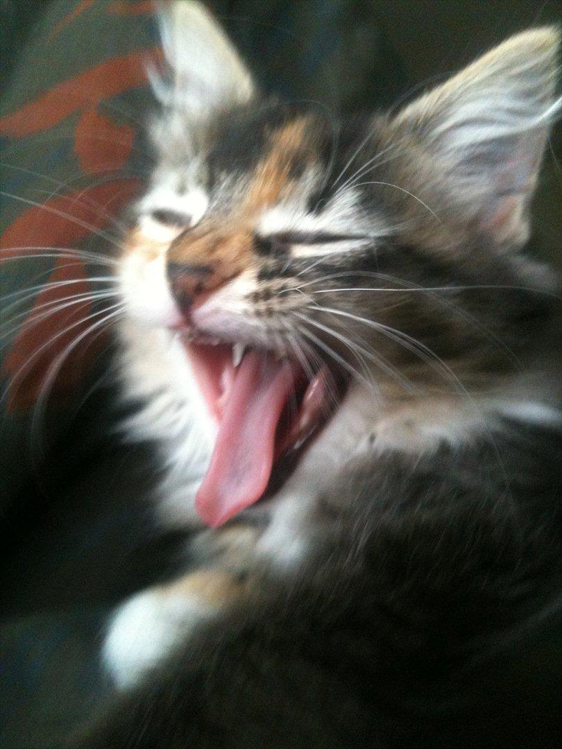 Huskat / Maine Coon Diva billede 4