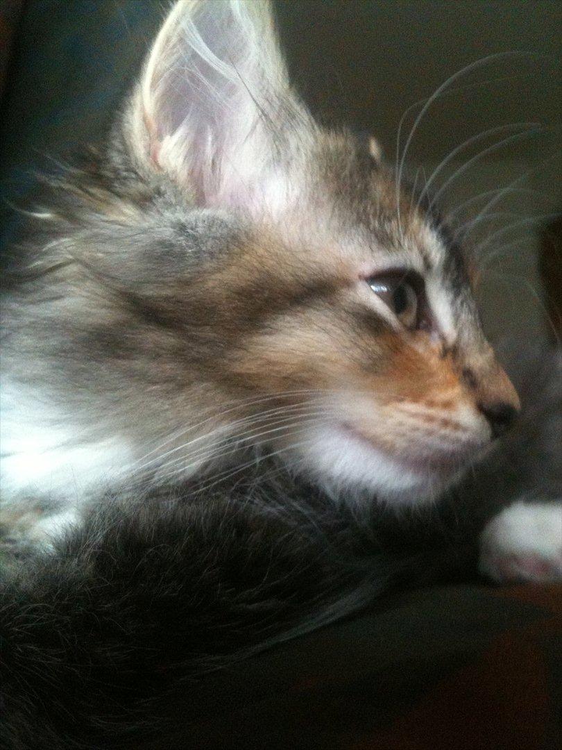 Huskat / Maine Coon Diva billede 7