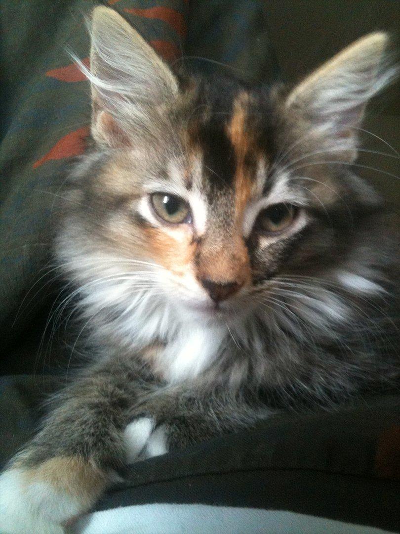 Huskat / Maine Coon Diva billede 8