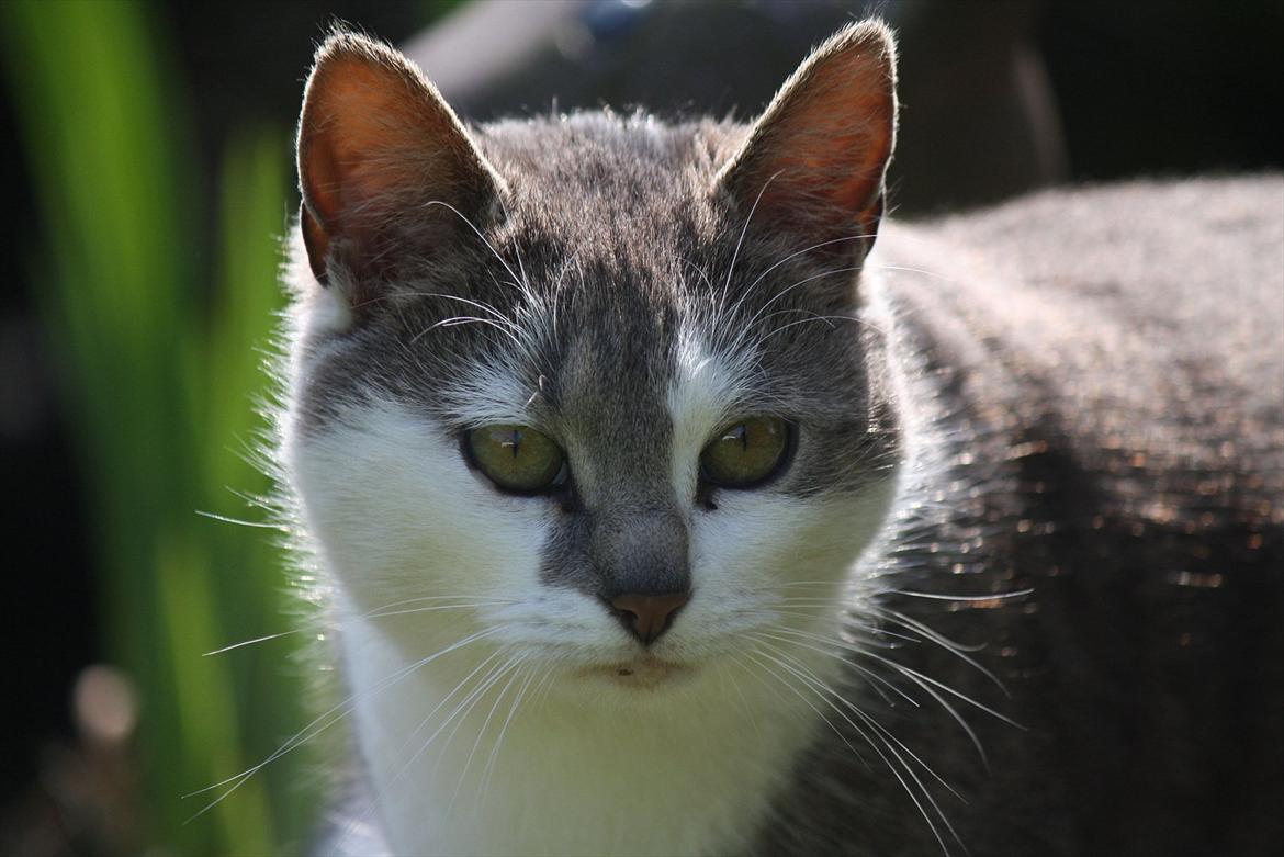 Blanding af racer KISSER billede 12