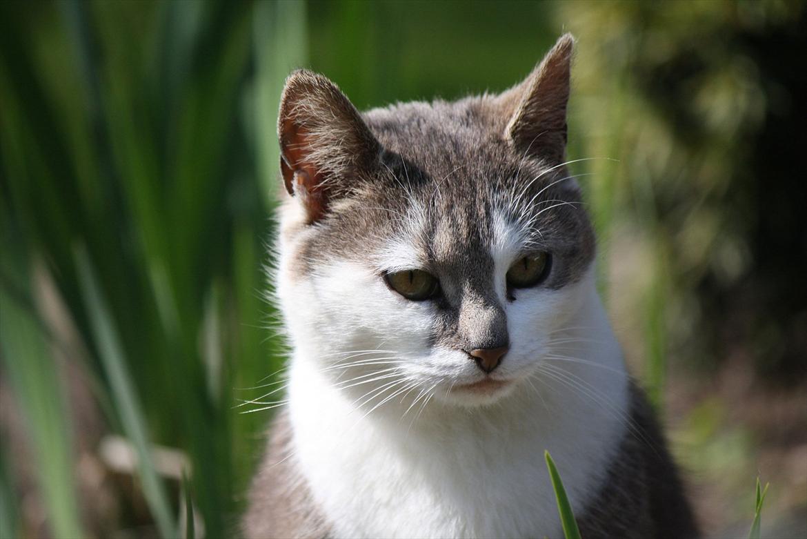 Blanding af racer KISSER billede 13