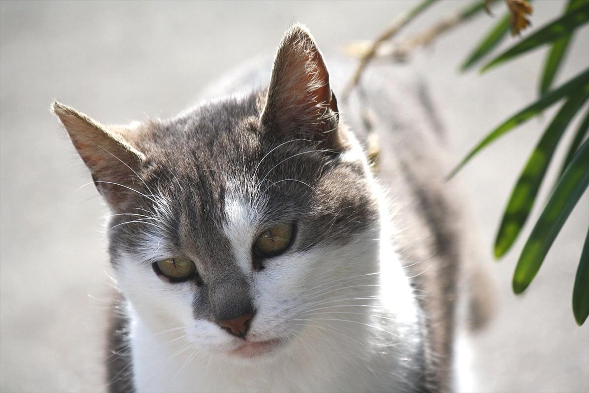 Blanding af racer KISSER - Velkommen til Kisser's profil! :D billede 1