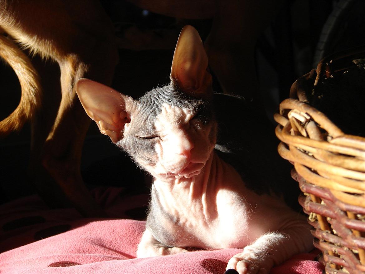 Don Sphynx Omsk - Stadig lidt dun. billede 5
