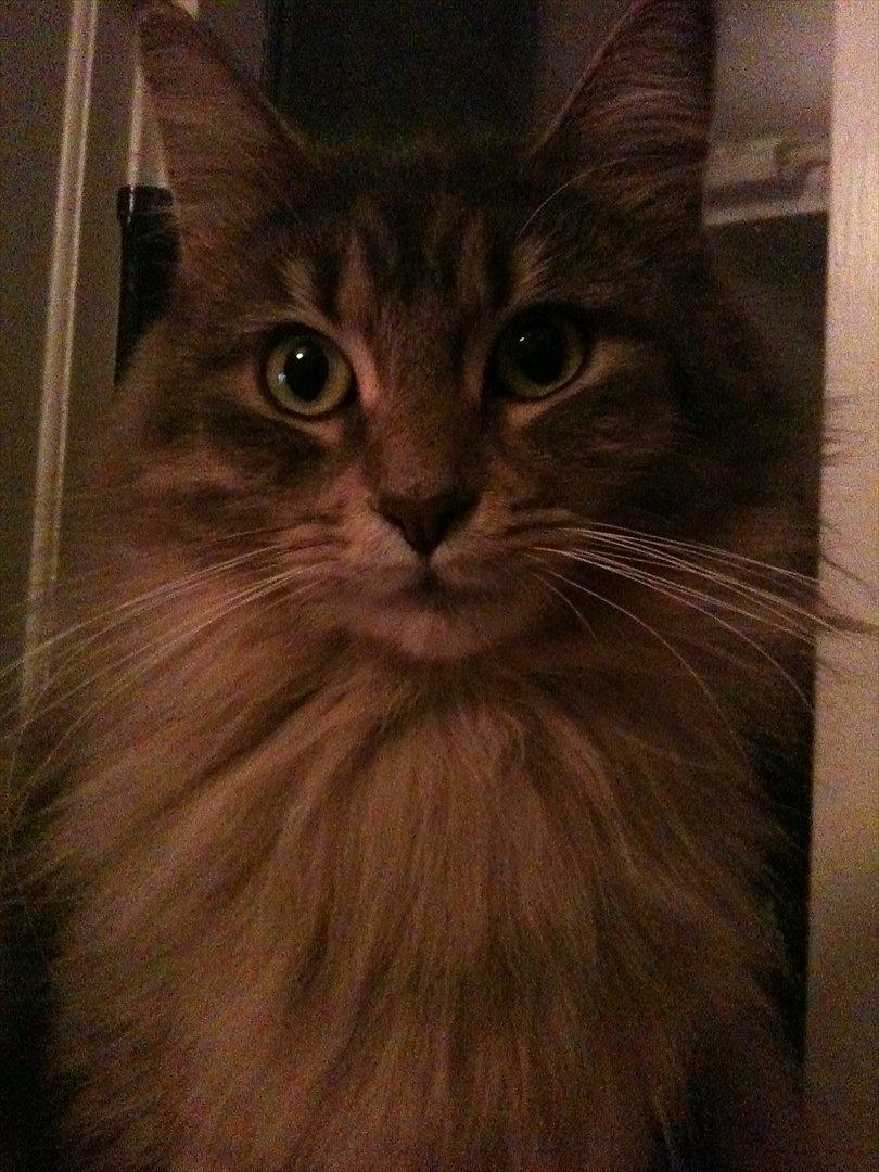 Maine Coon Nila billede 1