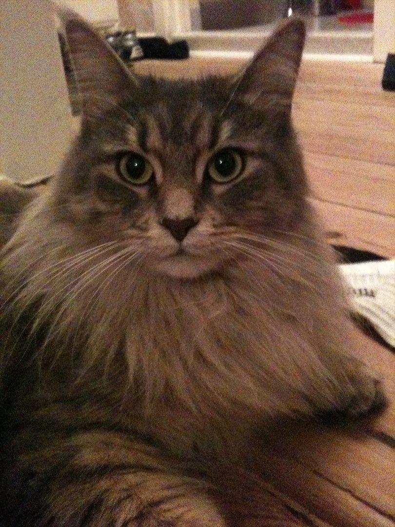 Maine Coon Nila billede 2