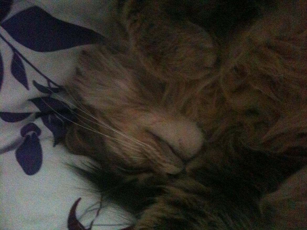 Maine Coon Nila billede 3