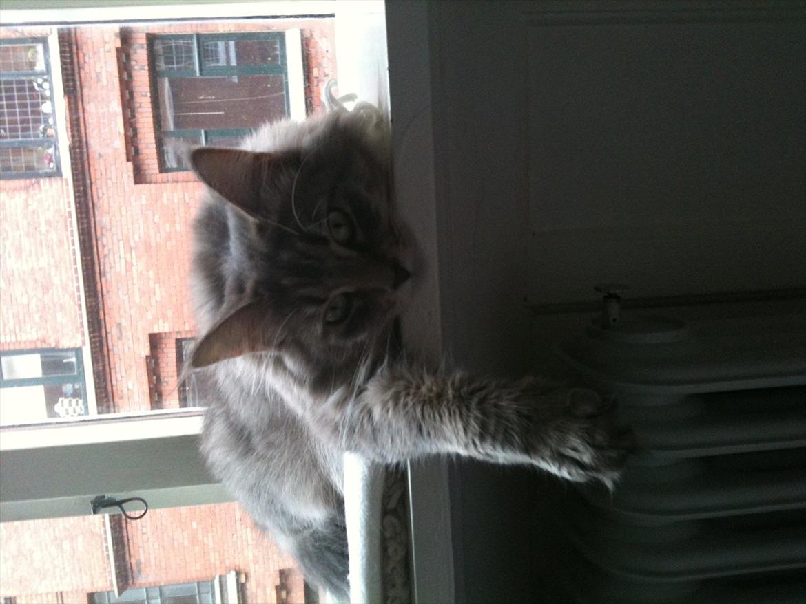 Maine Coon Nila billede 4