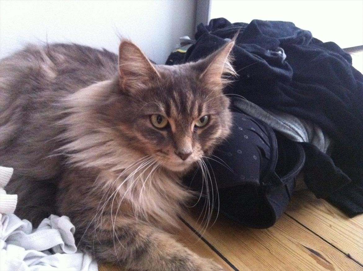 Maine Coon Nila billede 5