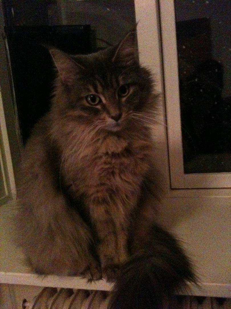 Maine Coon Nila billede 6