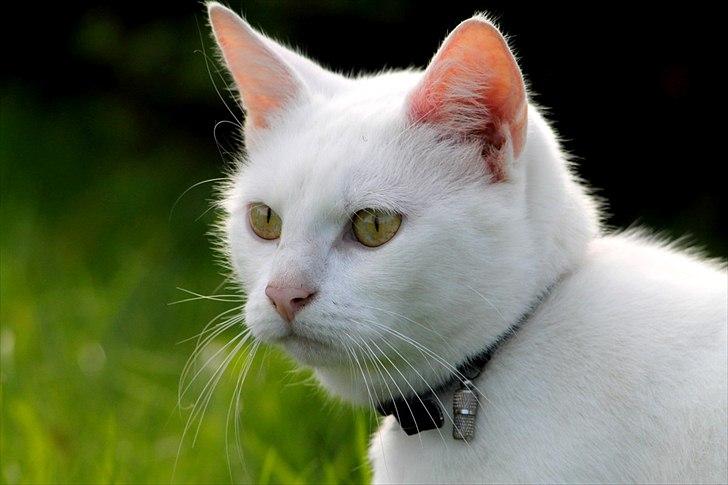 Blanding af racer Alaska - Billedet er taget af mig.
Og Alaska og jeg vandt en konkurrence med dette billede :-) billede 3