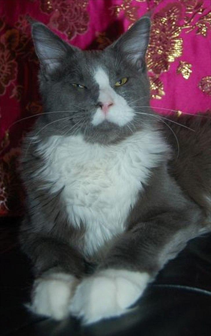 Maine Coon Bluesmaine D´Blue Nanok for Krammedyret - Nanok er blevet 7 mdr gammel. Og har udviklet sig ganske lovende indtil videre. billede 15