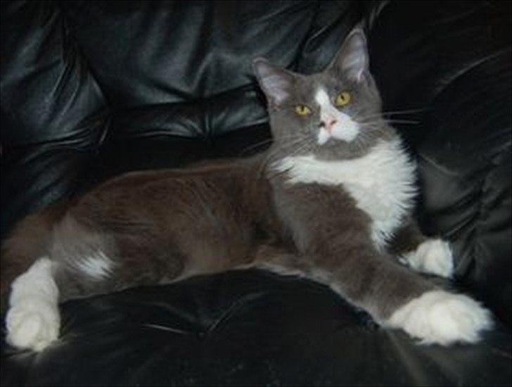 Maine Coon Bluesmaine D´Blue Nanok for Krammedyret - Nanok er nu 7 mdr gammel, og han er uden tvivl, en ganske flot dreng med det skønneste kæle-temperament. billede 16