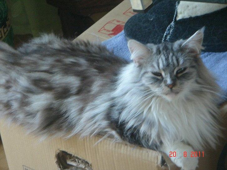 Maine Coon Dushes  billede 1