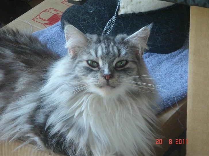 Maine Coon Dushes  billede 2