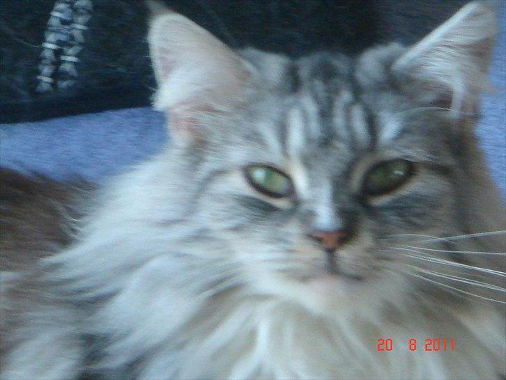 Maine Coon Dushes  billede 3