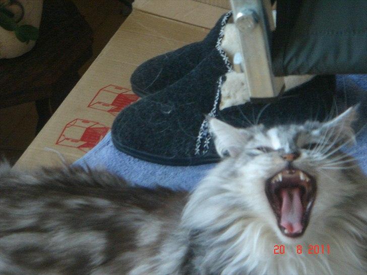 Maine Coon Dushes  billede 4