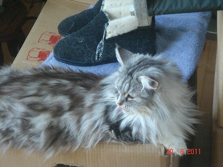 Maine Coon Dushes  billede 5