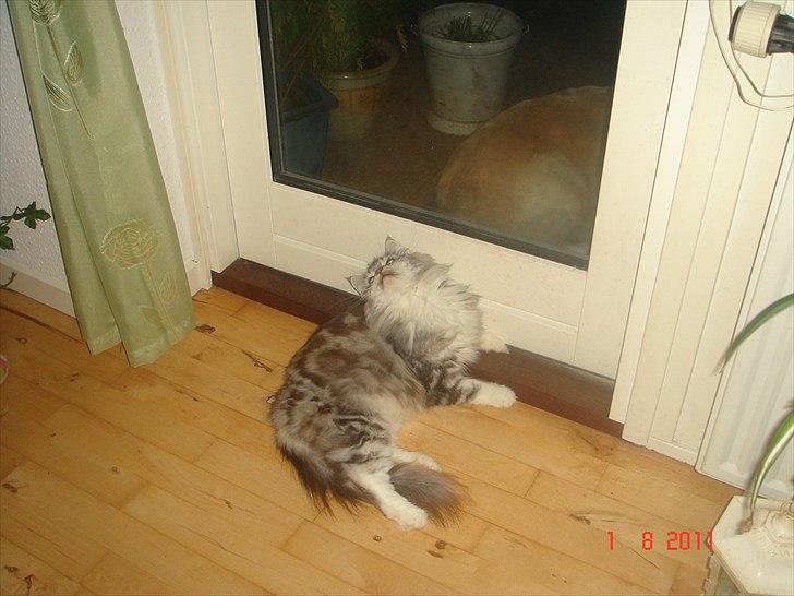 Maine Coon Dushes  billede 7