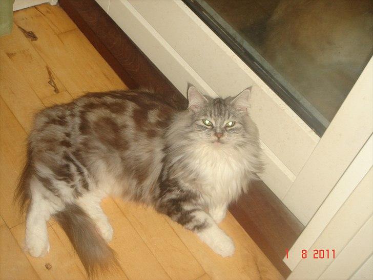 Maine Coon Dushes  billede 8